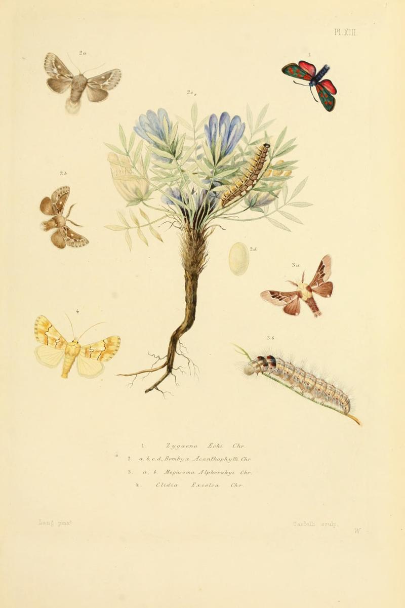 Mémoires sur les lépidoptères (10595013864)