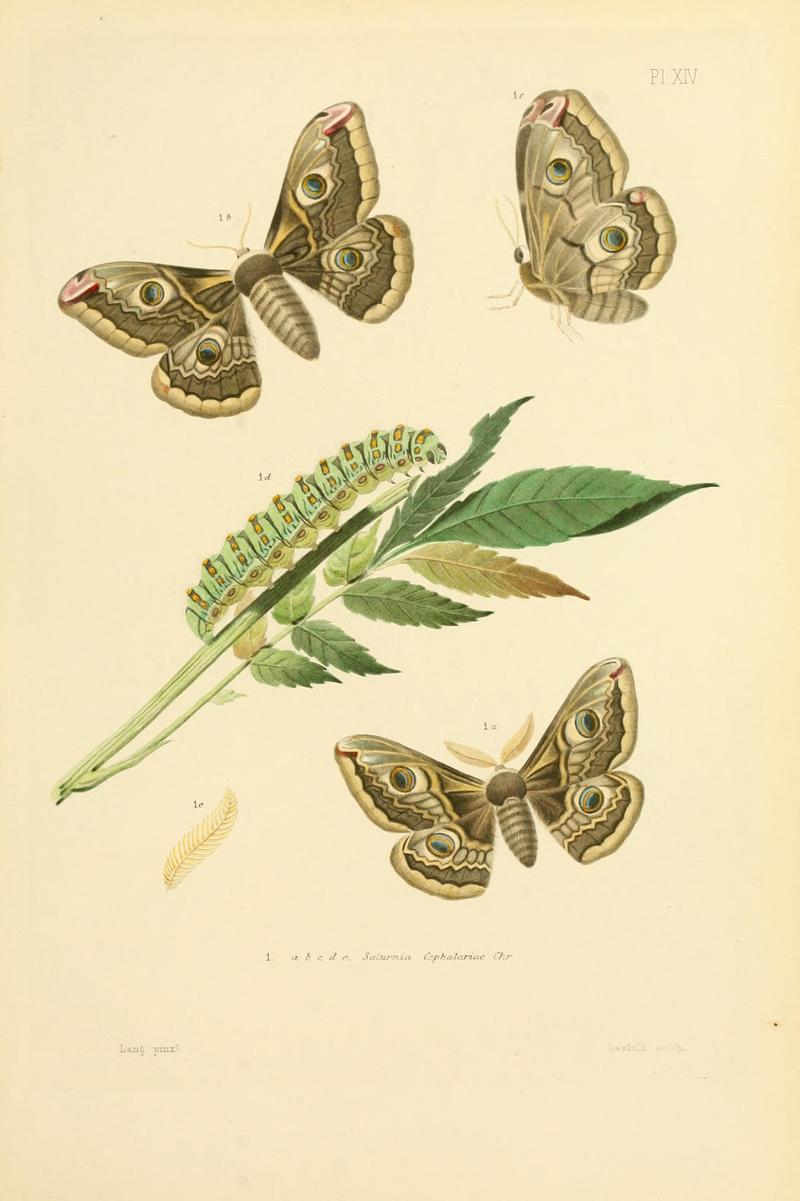 Mémoires sur les lépidoptères (10595016414)