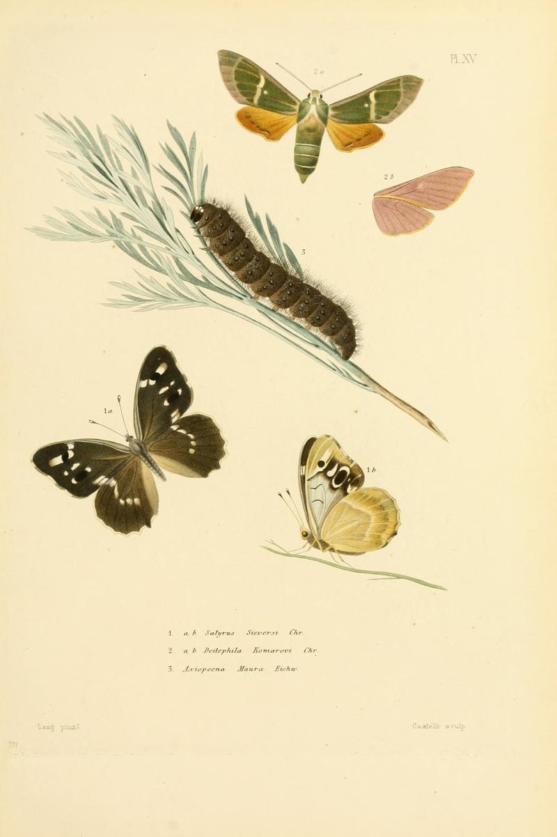 Mémoires sur les lépidoptères (10595018574)