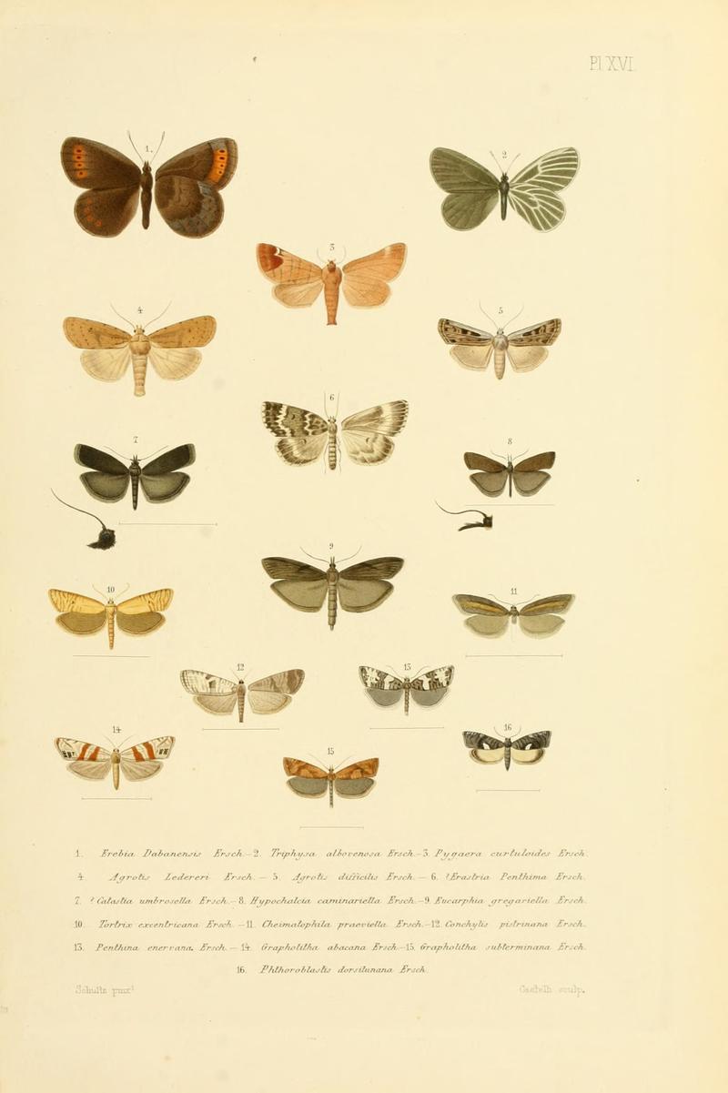 Mémoires sur les lépidoptères (10595021404)