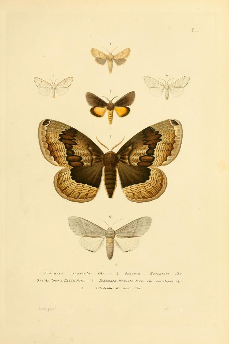Mémoires sur les lépidoptères (10595218833)