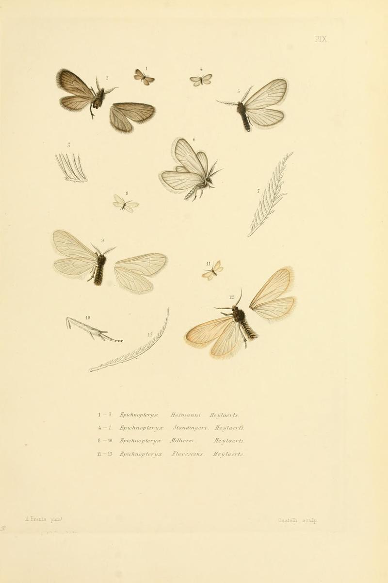 Mémoires sur les lépidoptères (10595239573)