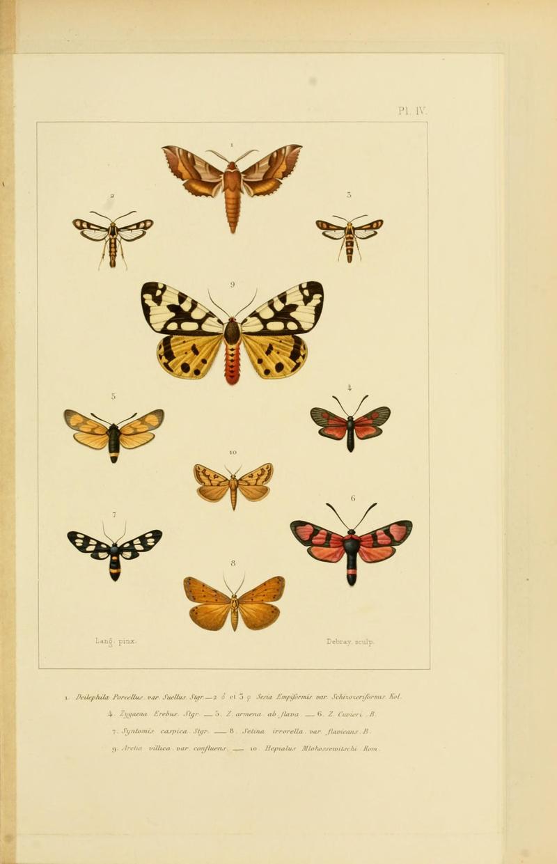 Mémoires sur les lépidoptères (9784907074)