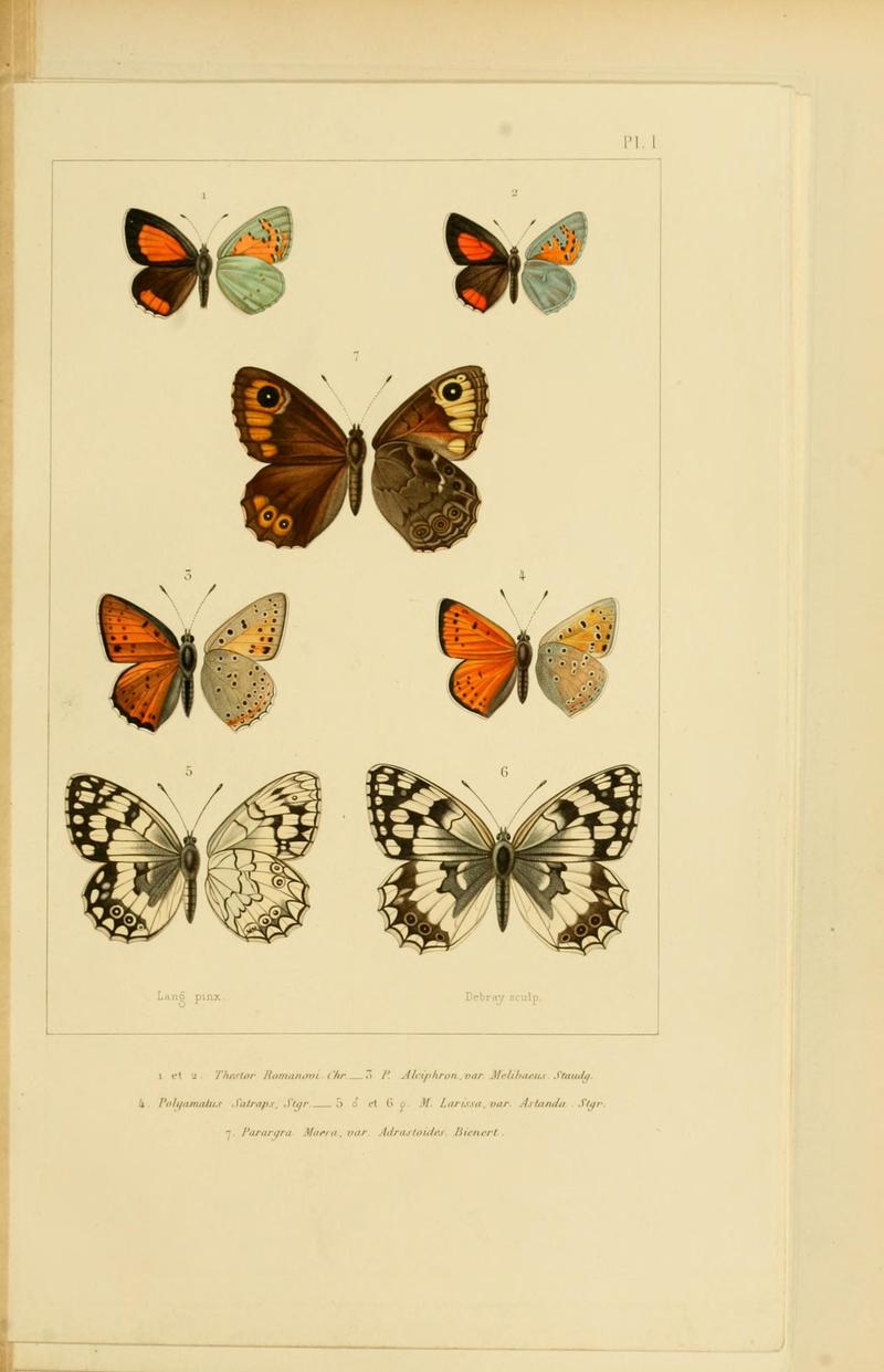 Mémoires sur les lépidoptères (Plate I) BHL11487851