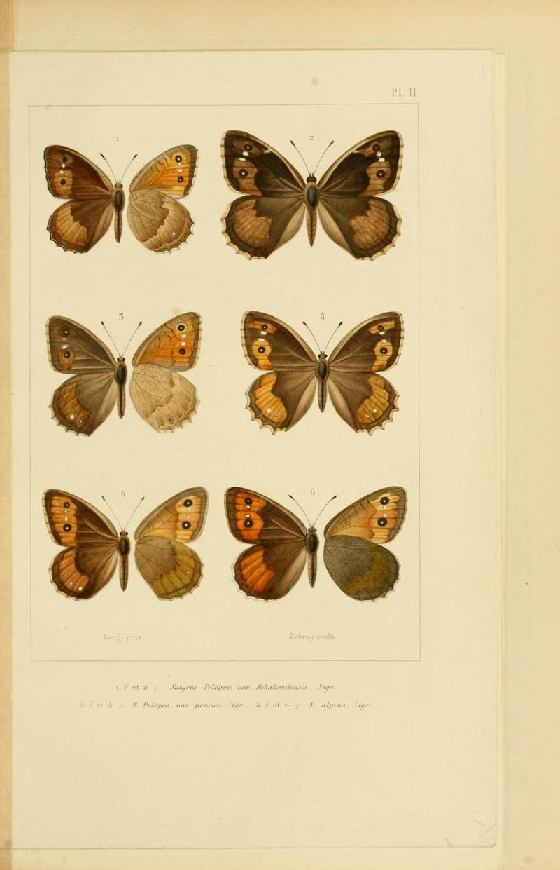 Mémoires sur les lépidoptères (Plate II) BHL11487853
