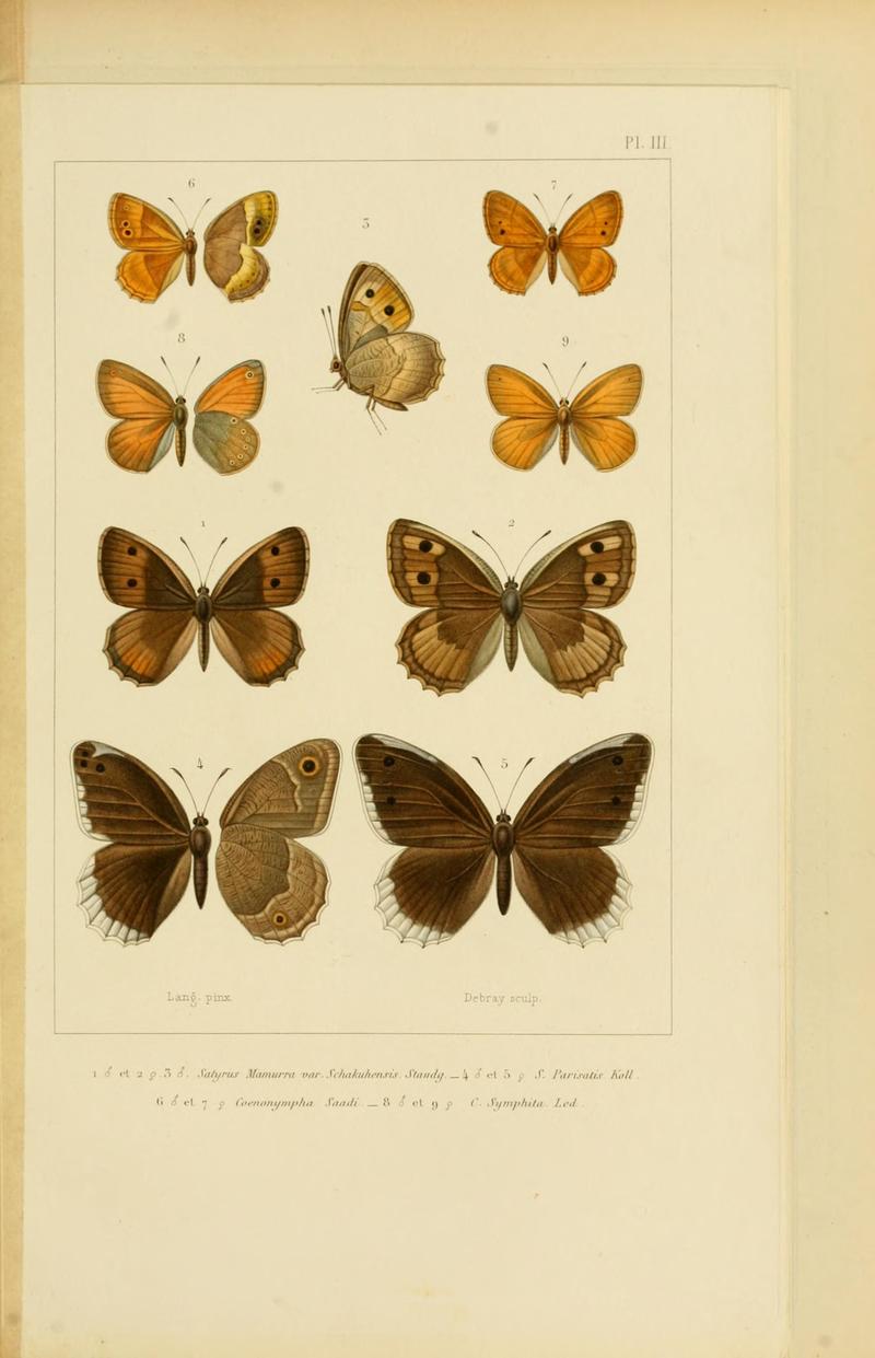 Mémoires sur les lépidoptères (Plate III) BHL11487855