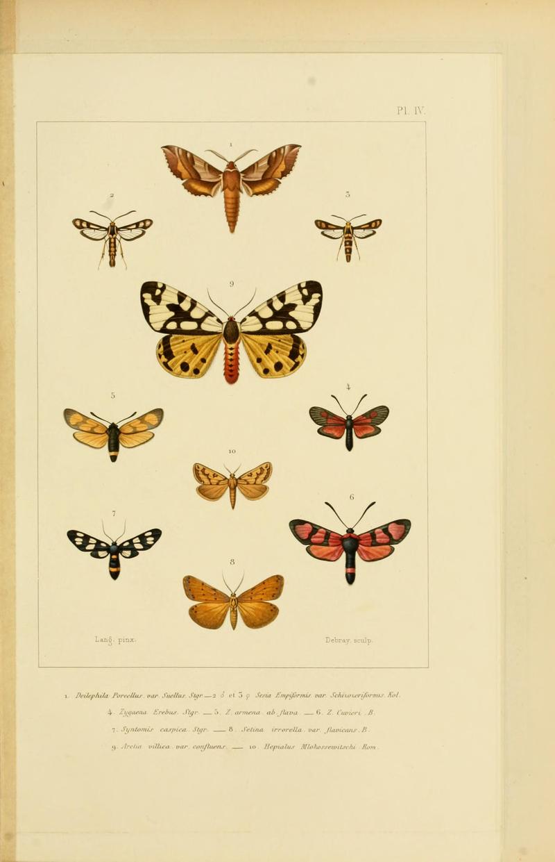 Mémoires sur les lépidoptères (Plate IV) BHL11487857