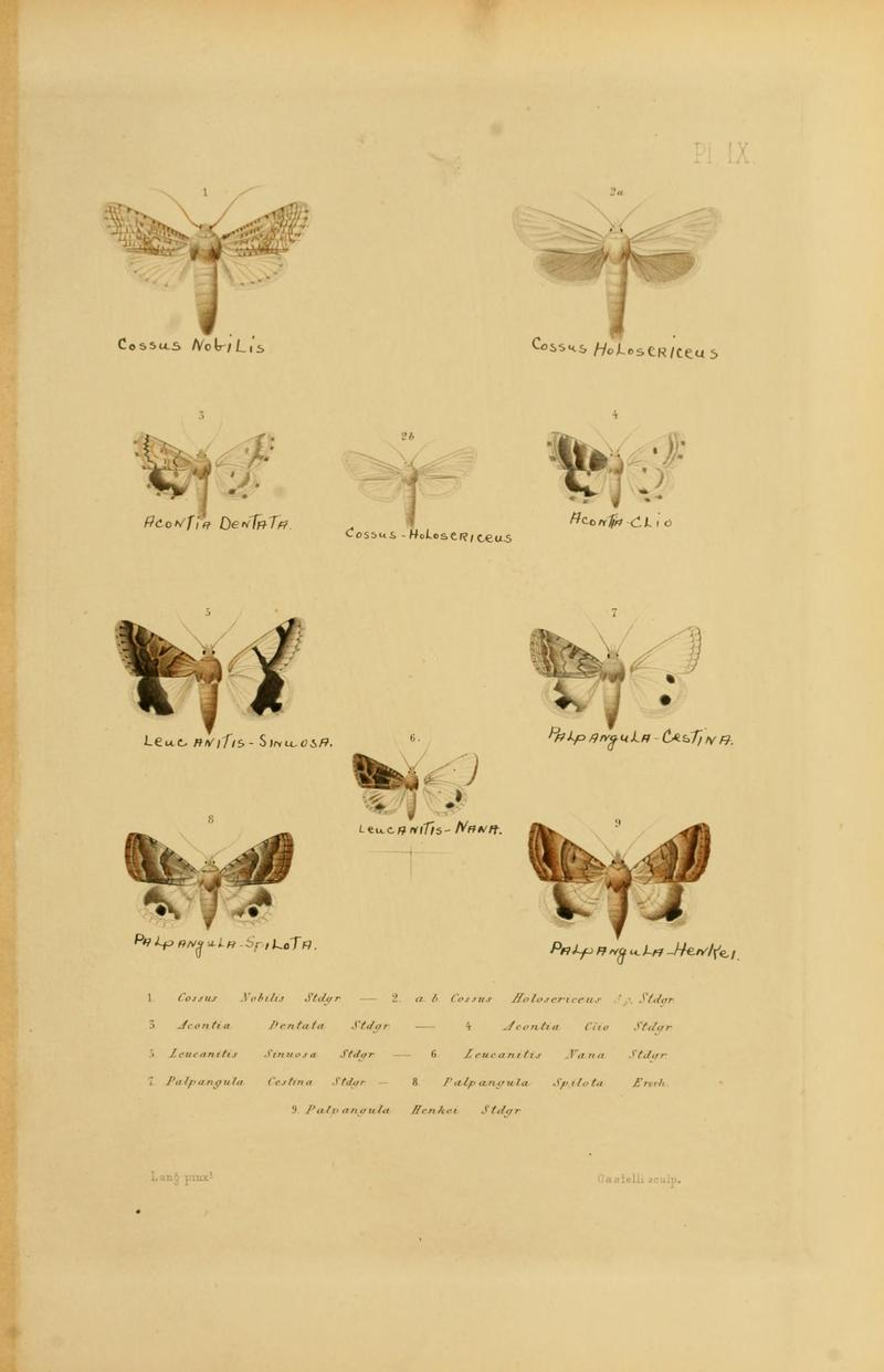 Mémoires sur les lépidoptères (Plate IX) BHL11487867