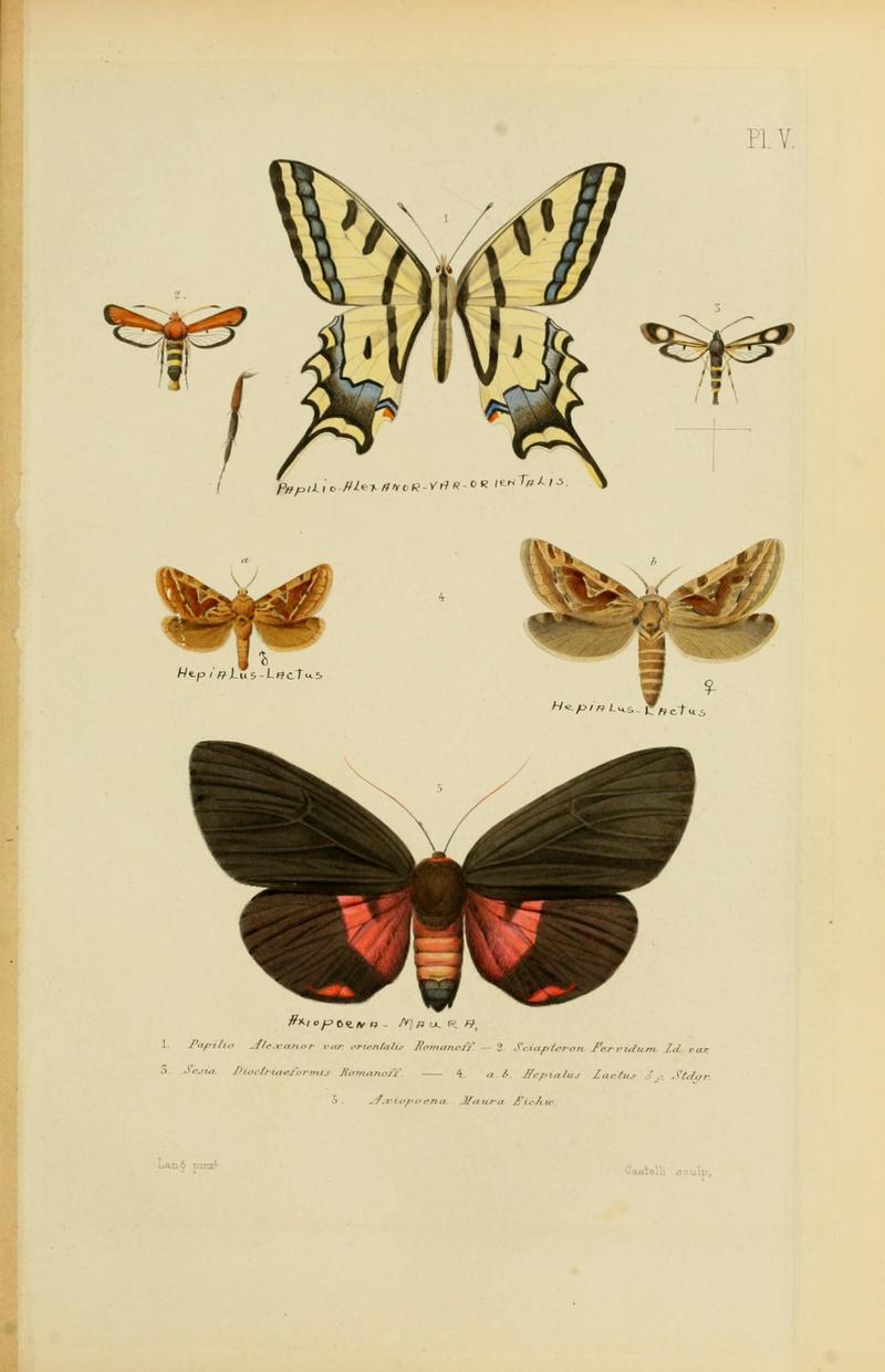 Mémoires sur les lépidoptères (Plate V) BHL11487859