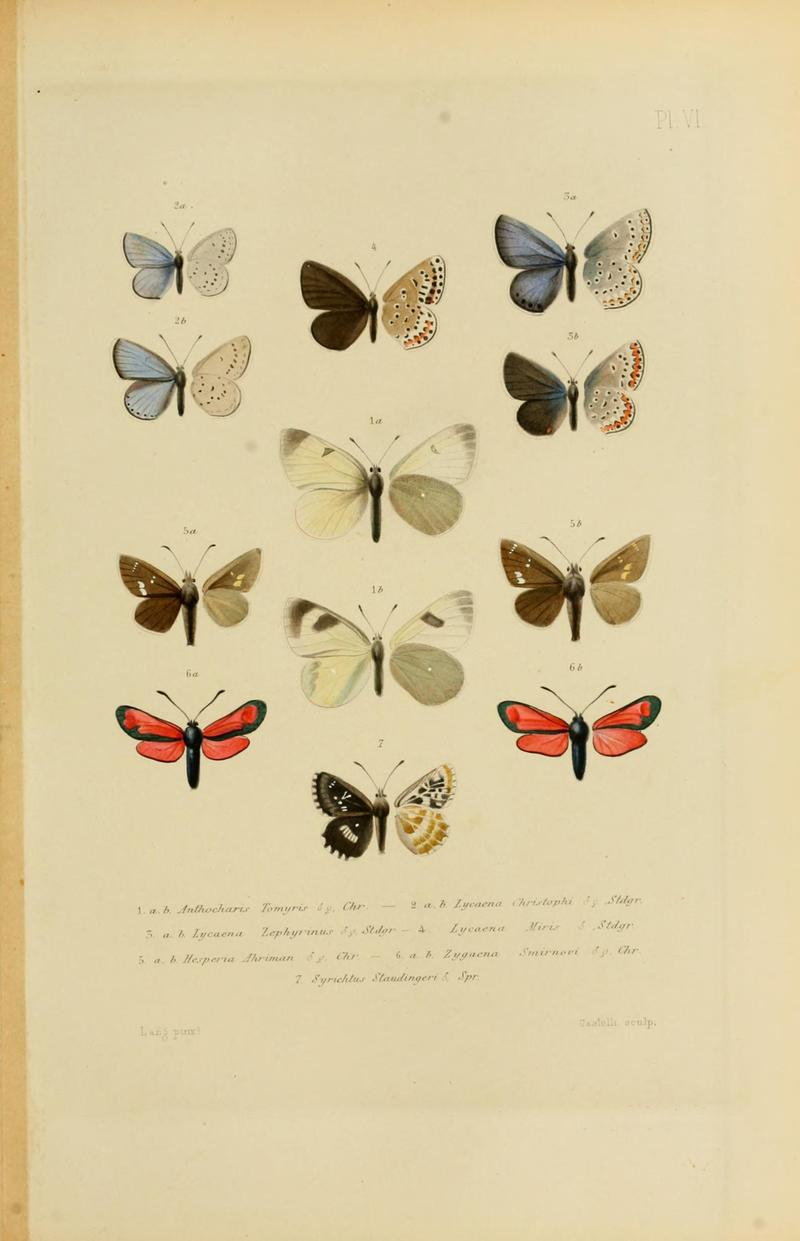 Mémoires sur les lépidoptères (Plate VI) BHL11487861