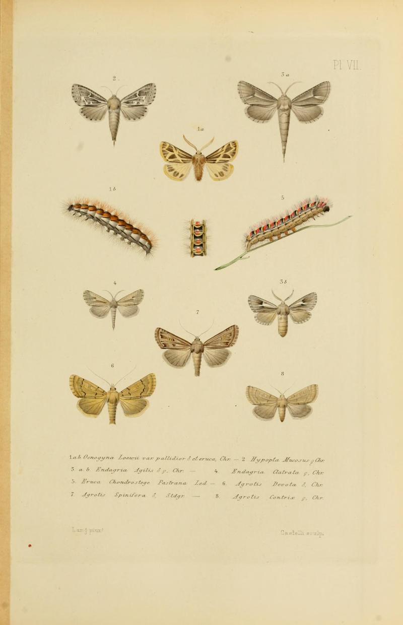 Mémoires sur les lépidoptères (Plate VII) BHL11487863