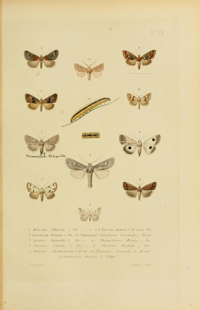 Mémoires sur les lépidoptères (Plate VIII) BHL11487865
