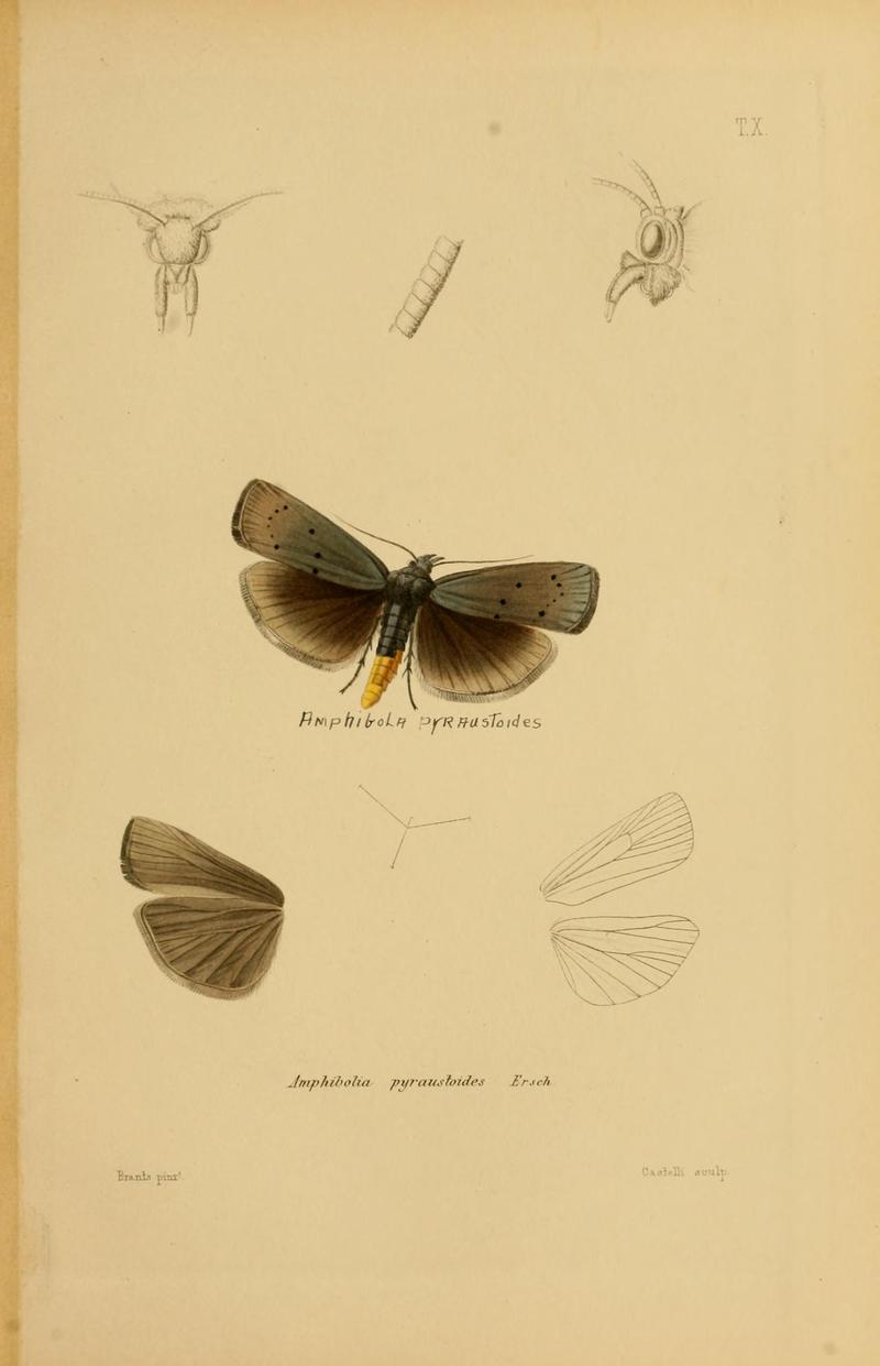 Mémoires sur les lépidoptères (Plate X) BHL11487869