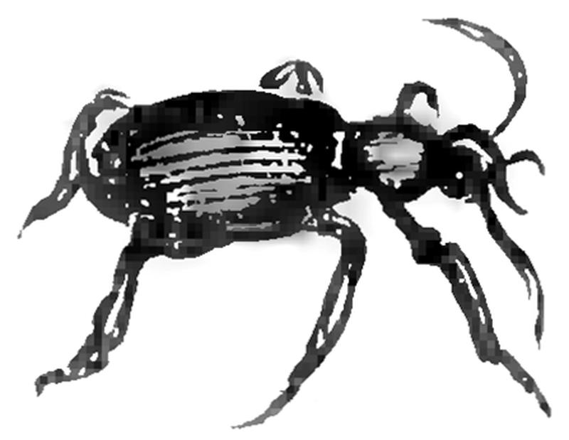 M. Arcta słownik ilustrowany języka polskiego - ilustracja do hasła Bombardjer