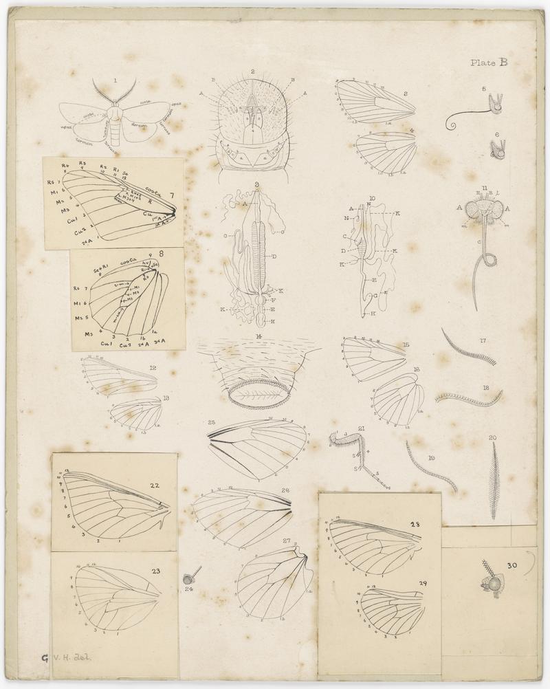 Plate B. The butterflies and moths of New Zealand.