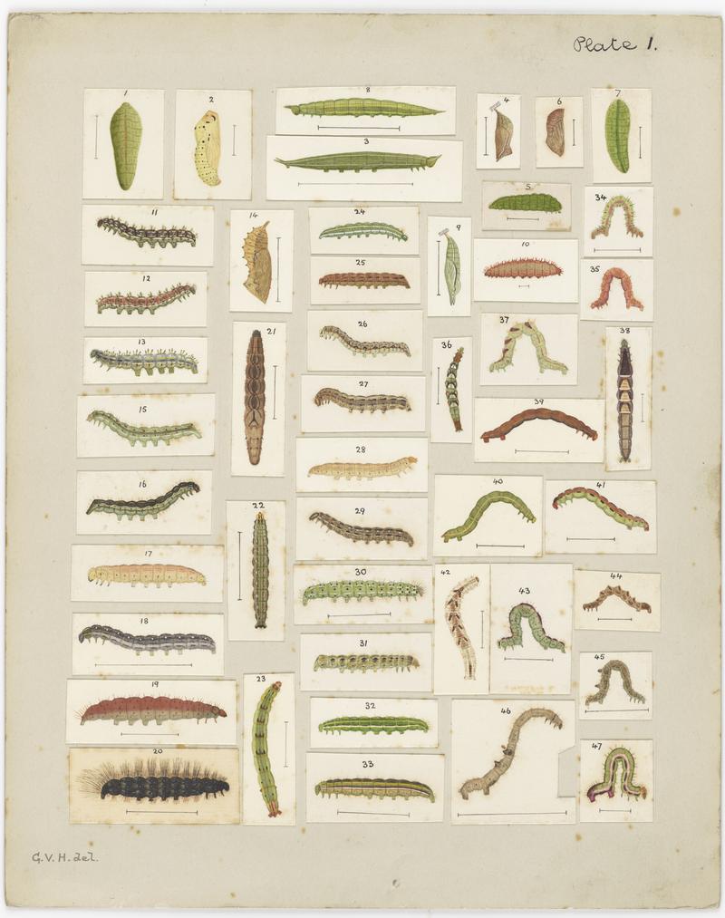 Plate I. The butterflies and moths of New Zealand.