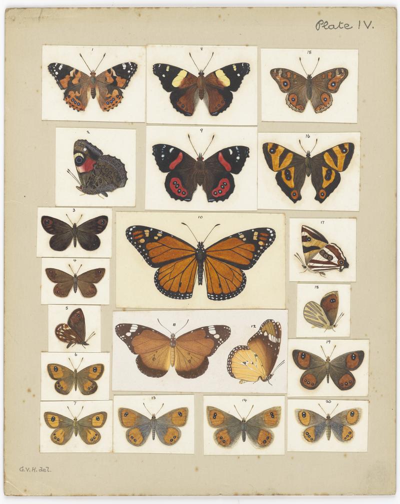 Plate IV. The butterflies and moths of New Zealand.