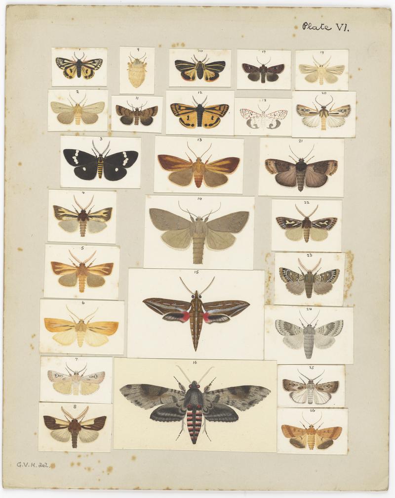 Plate VI. The butterflies and moths of New Zealand.