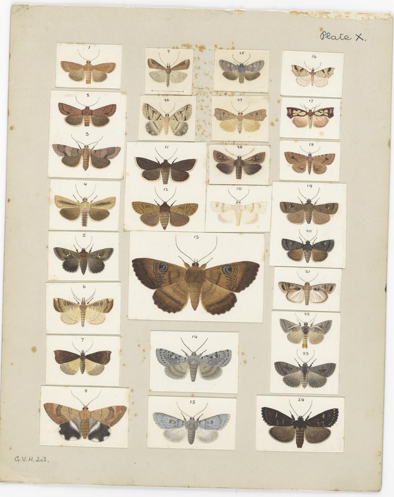 Plate X. The butterflies and moths of New Zealand.