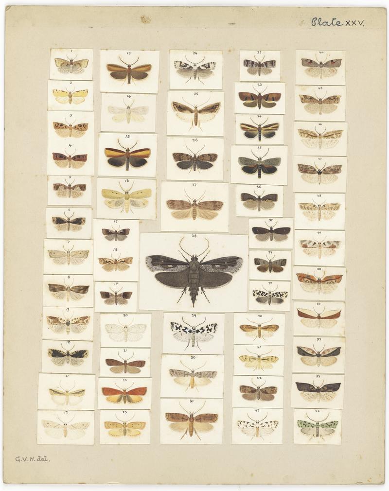 Plate XXV. The butterflies and moths of New Zealand.