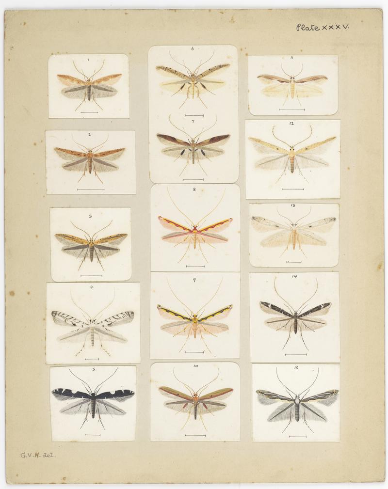 Plate XXXV. The butterflies and moths of New Zealand.