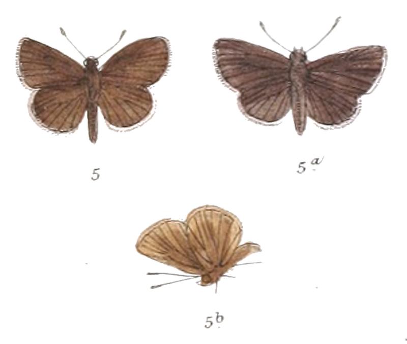 MachachusIndistincta 802 5 Fitch