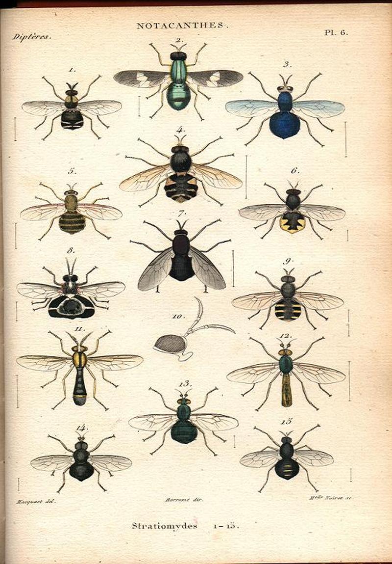 Plate from Justin Pierre Marie Macquarts Histoire naturelle des insectes Dipteres Paris Roret 18341835