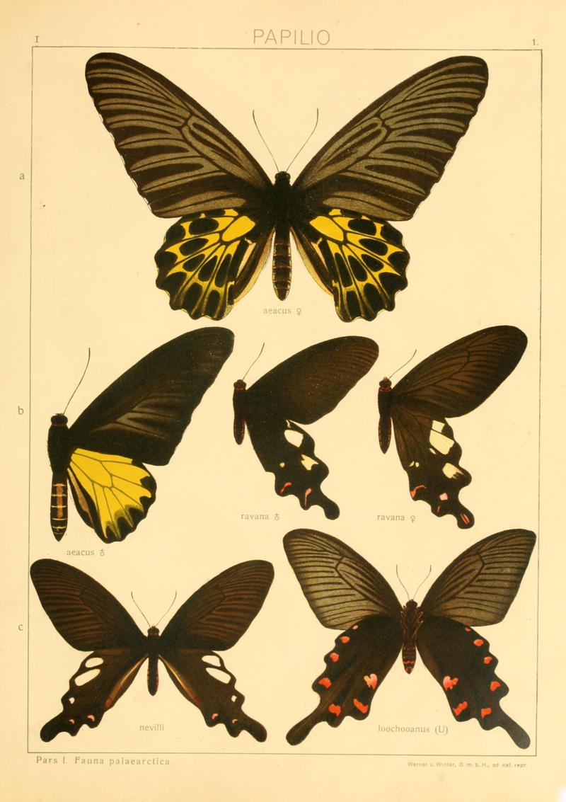 Macrolepidoptera01seitz 0009