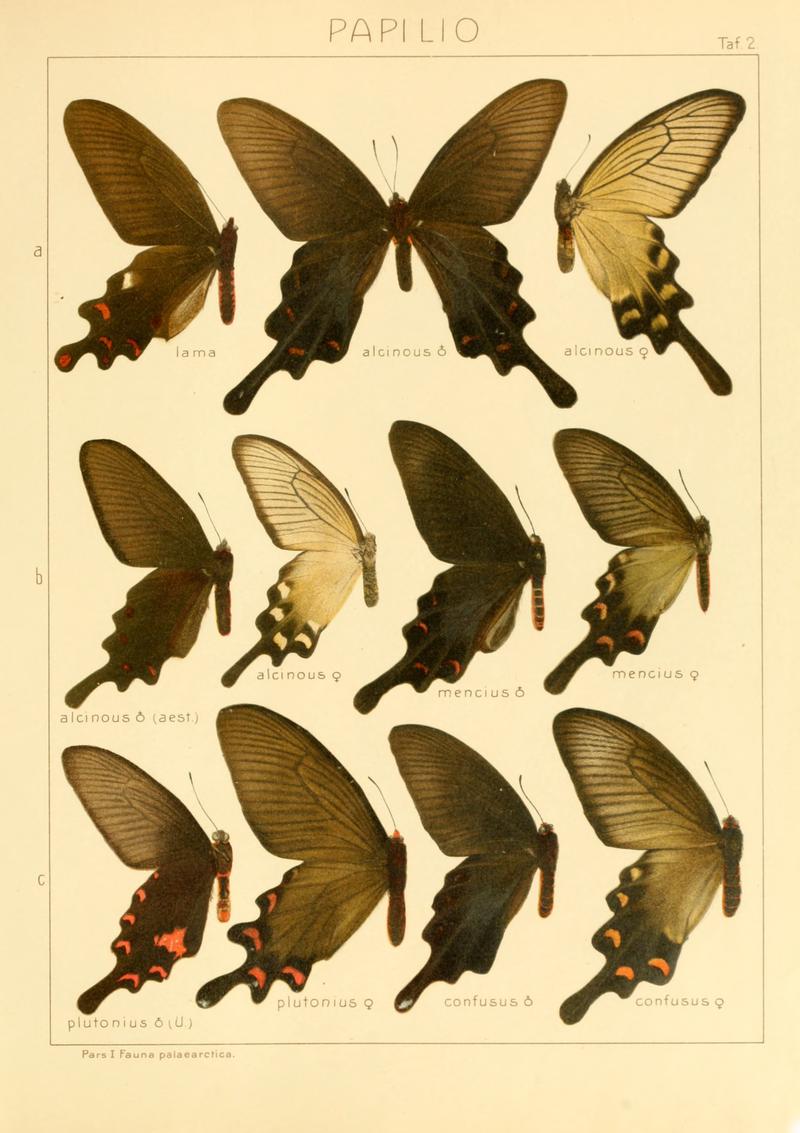 Macrolepidoptera01seitz 0011