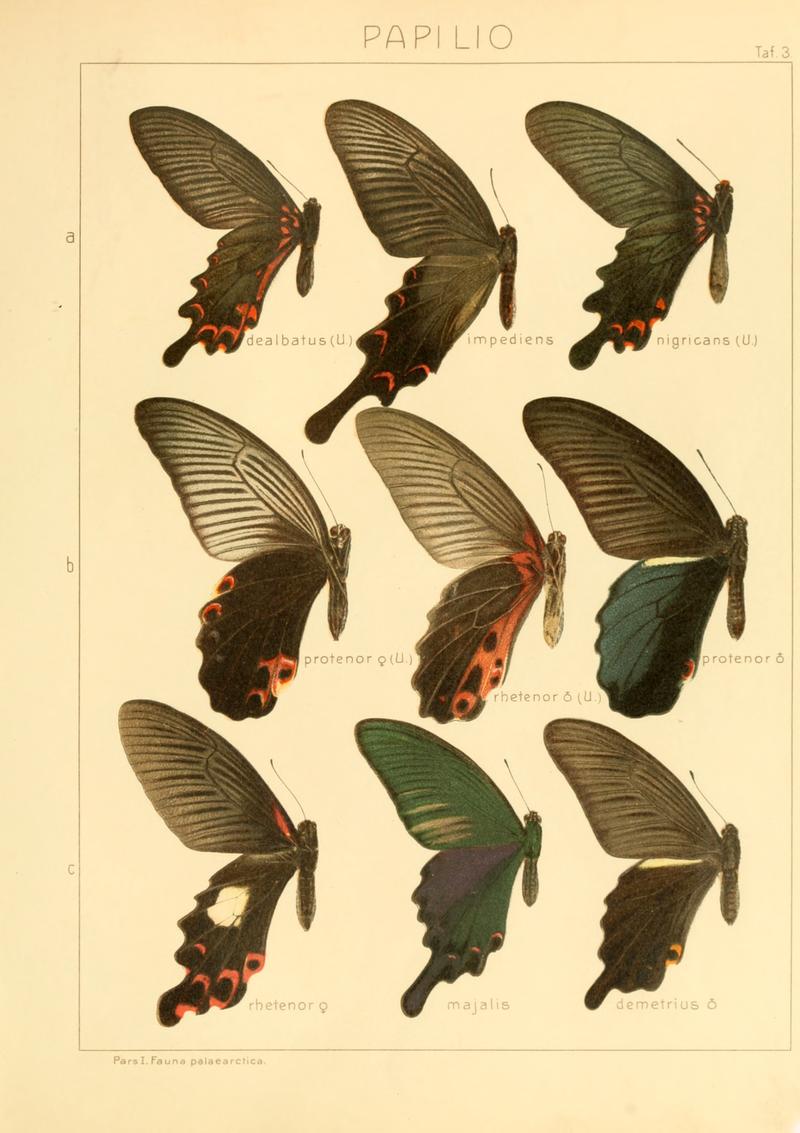 Macrolepidoptera01seitz 0013