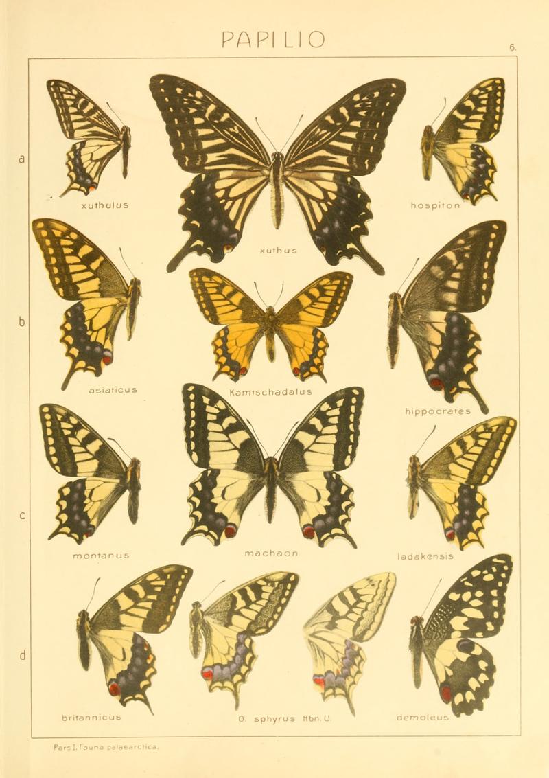 Macrolepidoptera01seitz 0019