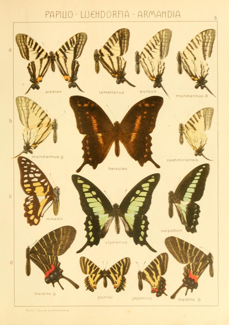 Macrolepidoptera01seitz 0023