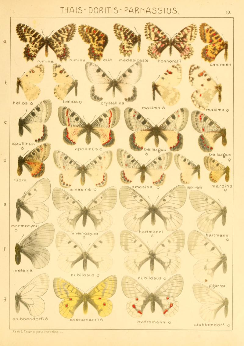 Macrolepidoptera01seitz 0027