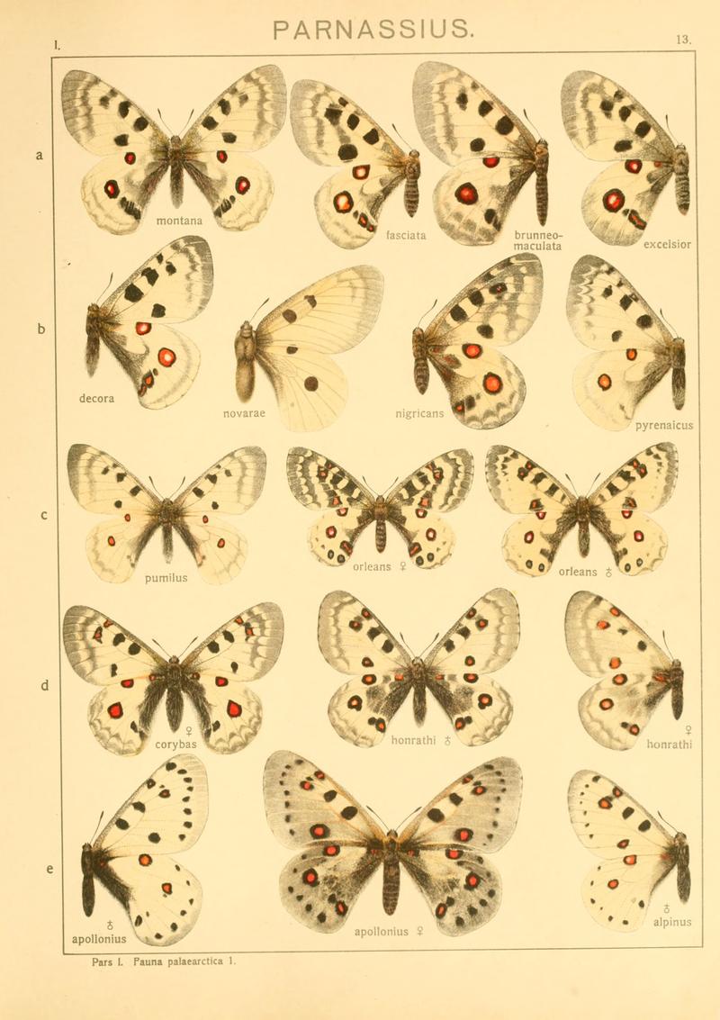 Macrolepidoptera01seitz 0033