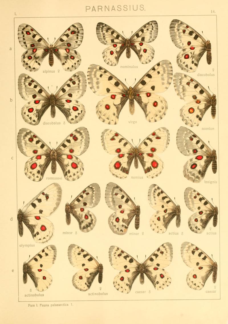 Macrolepidoptera01seitz 0035