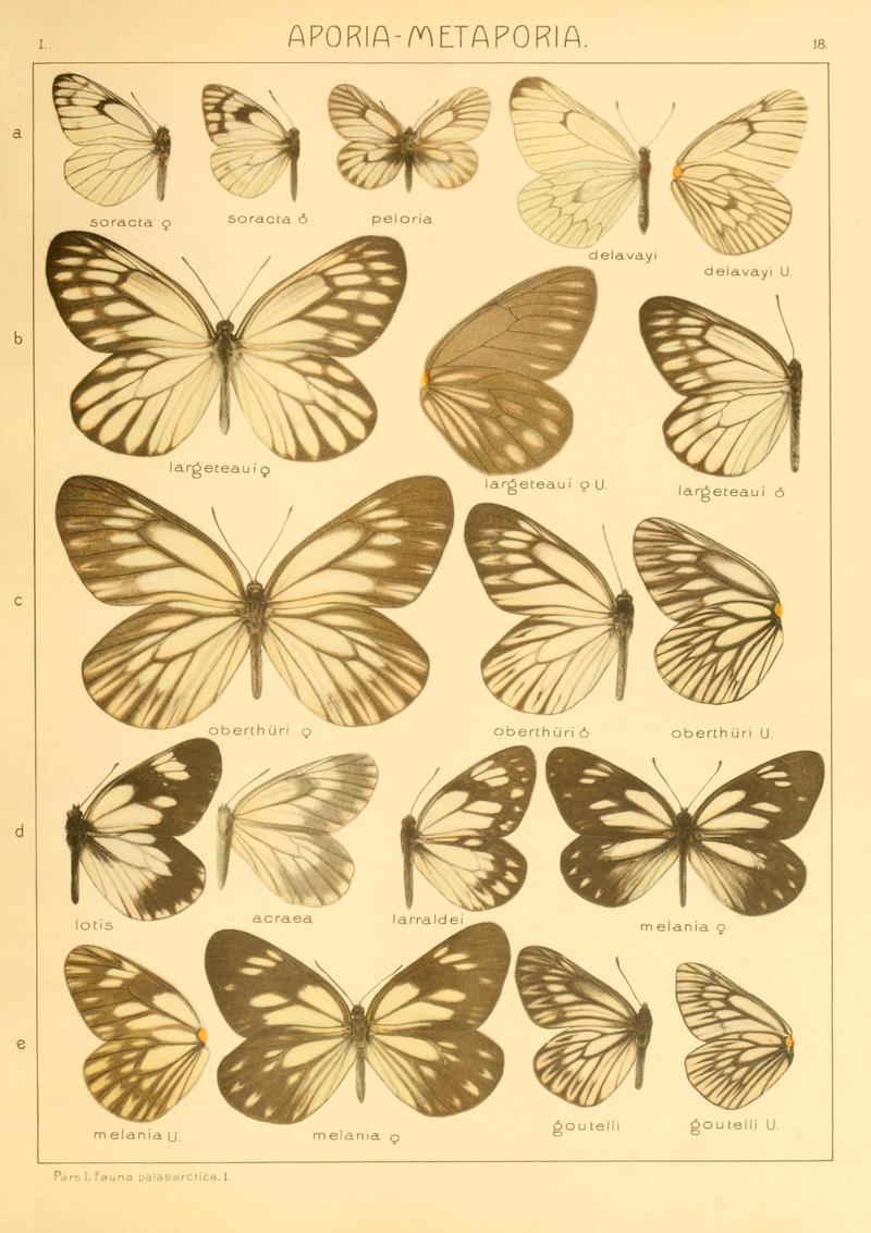 Macrolepidoptera01seitz 0043