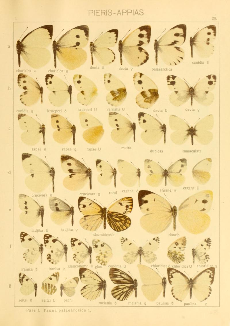 Macrolepidoptera01seitz 0047