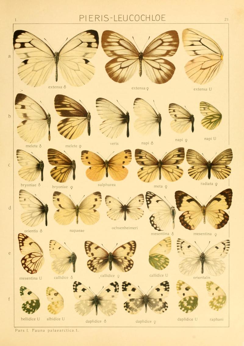 Macrolepidoptera01seitz 0049