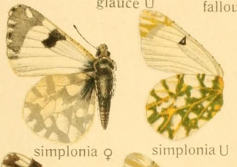 Macrolepidoptera01seitz 0051 (cropped) Euchloe simplonia