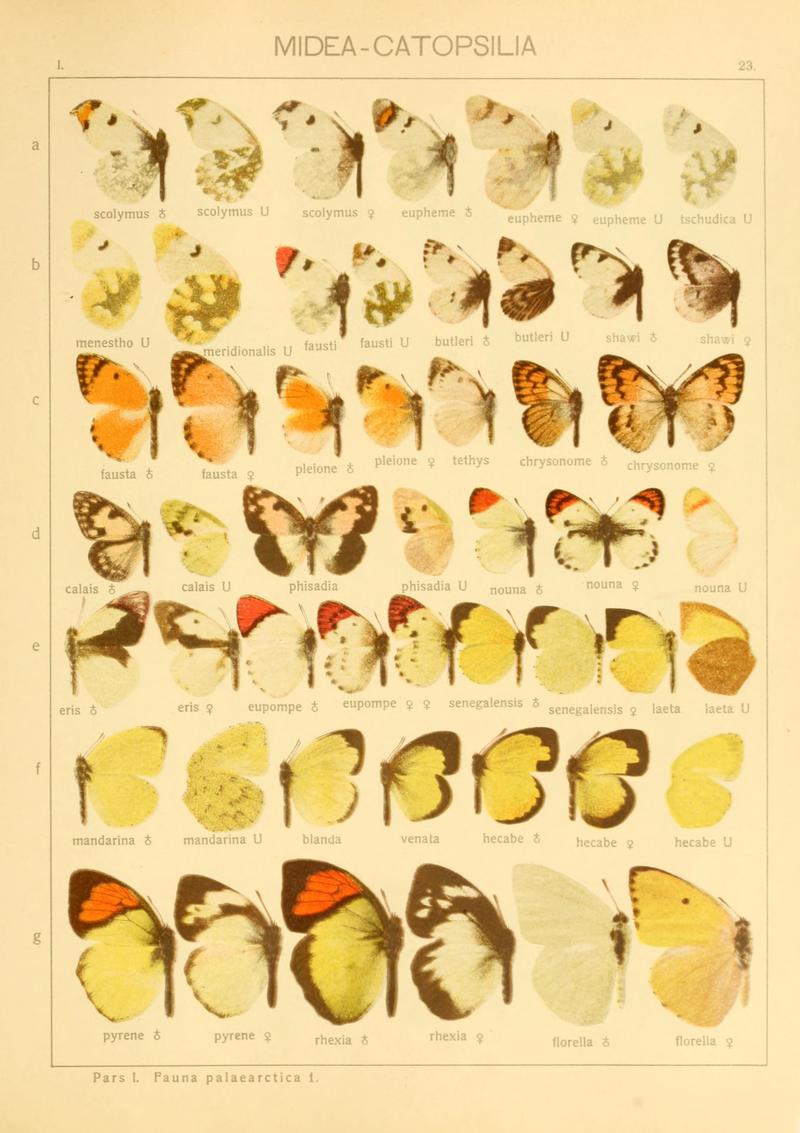 Macrolepidoptera01seitz 0053