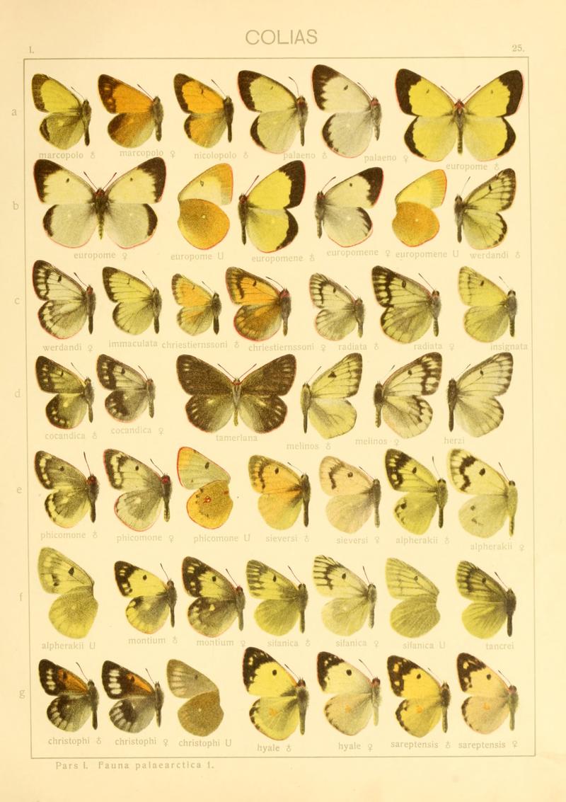 Macrolepidoptera01seitz 0057