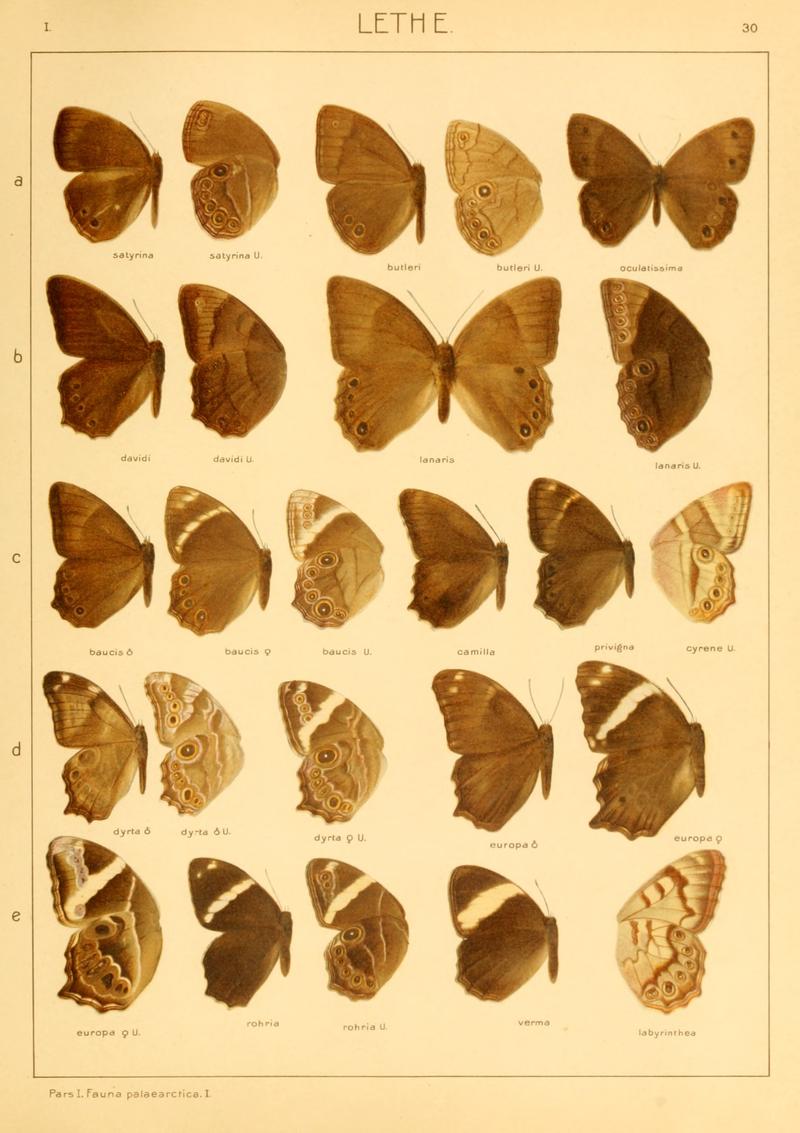 Macrolepidoptera01seitz 0067