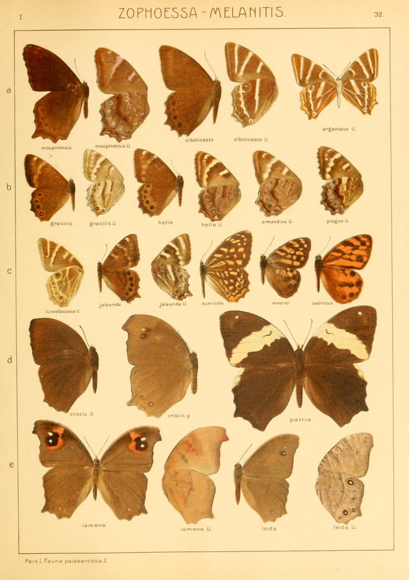 Macrolepidoptera01seitz 0071