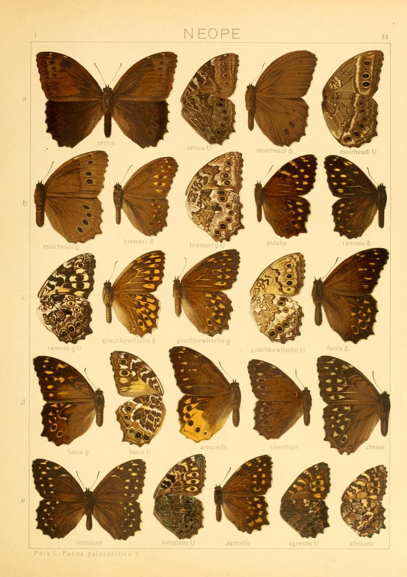 Macrolepidoptera01seitz 0073