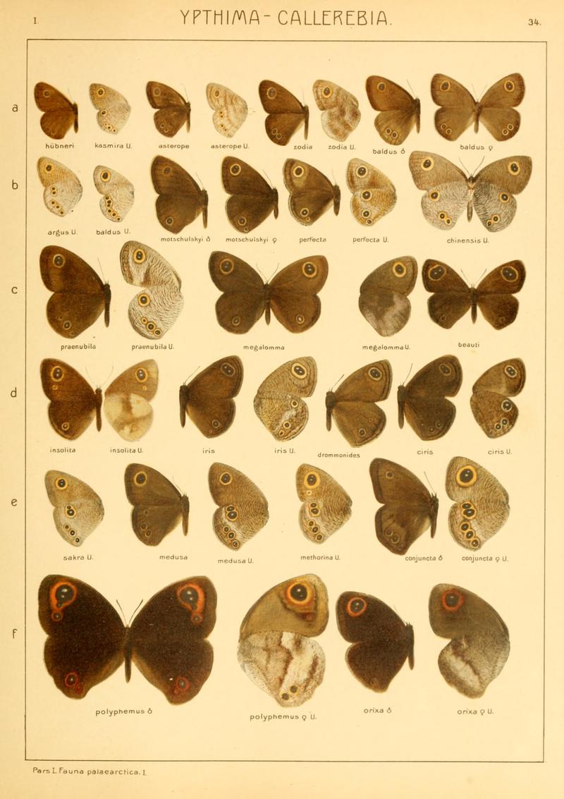 Macrolepidoptera01seitz 0075