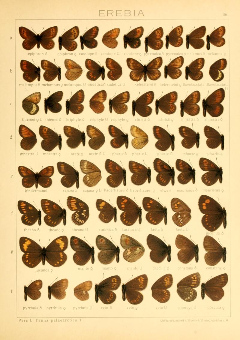 Macrolepidoptera01seitz 0079