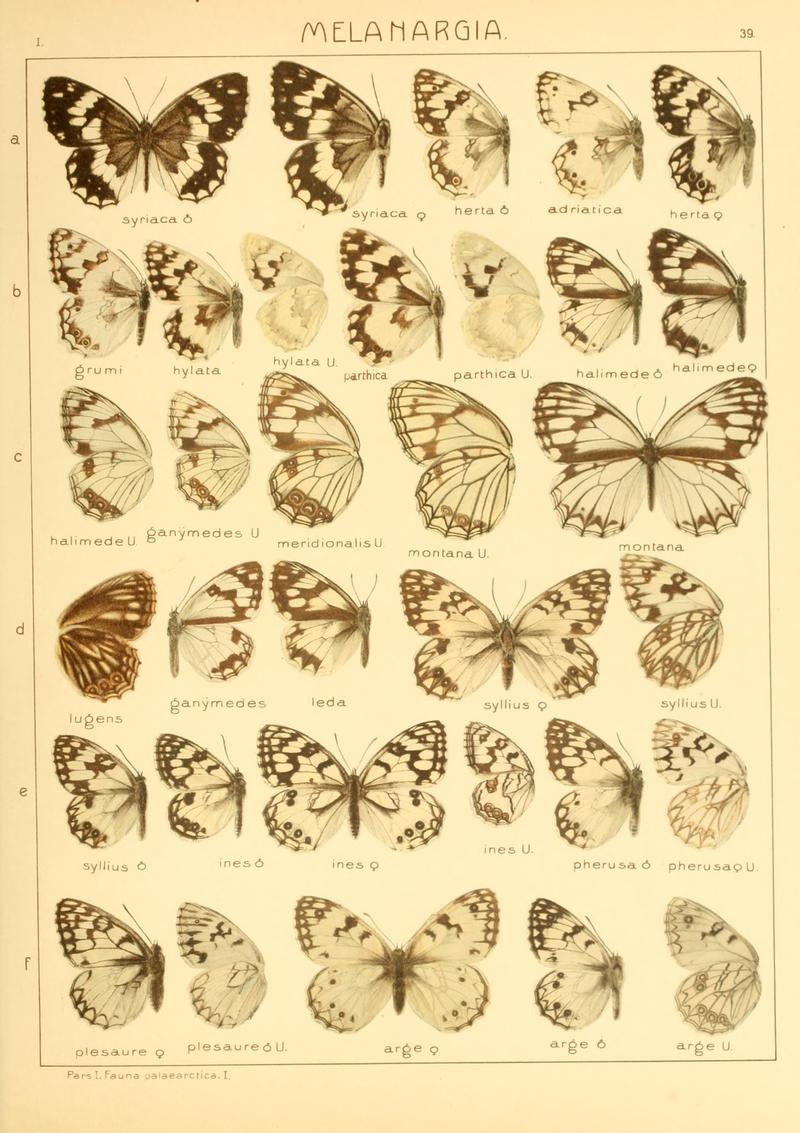 Macrolepidoptera01seitz 0085