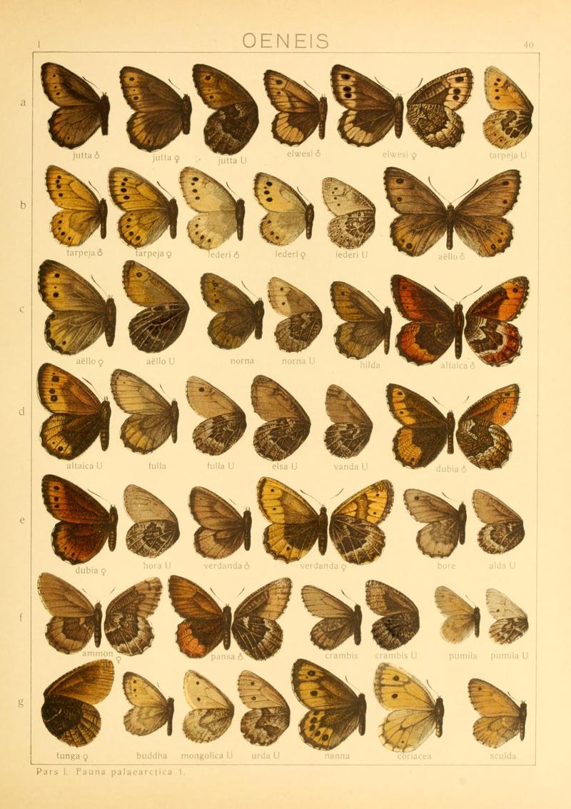 Macrolepidoptera01seitz 0087