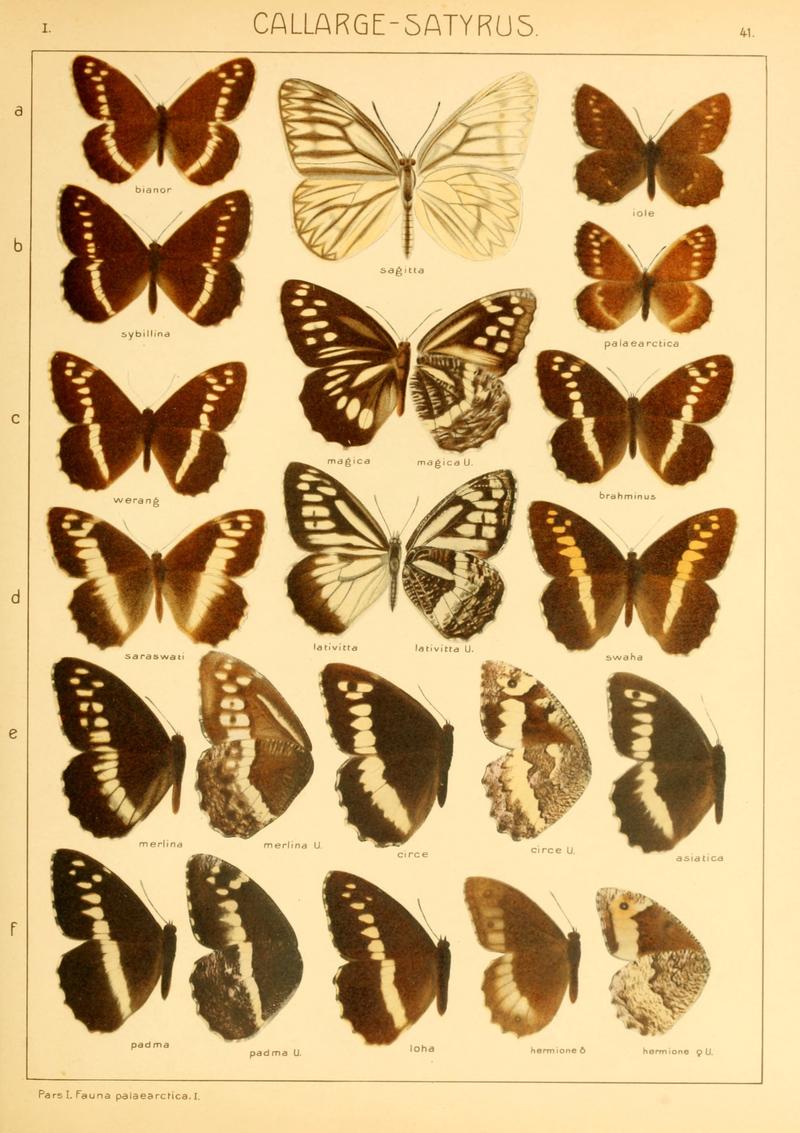 Macrolepidoptera01seitz 0089