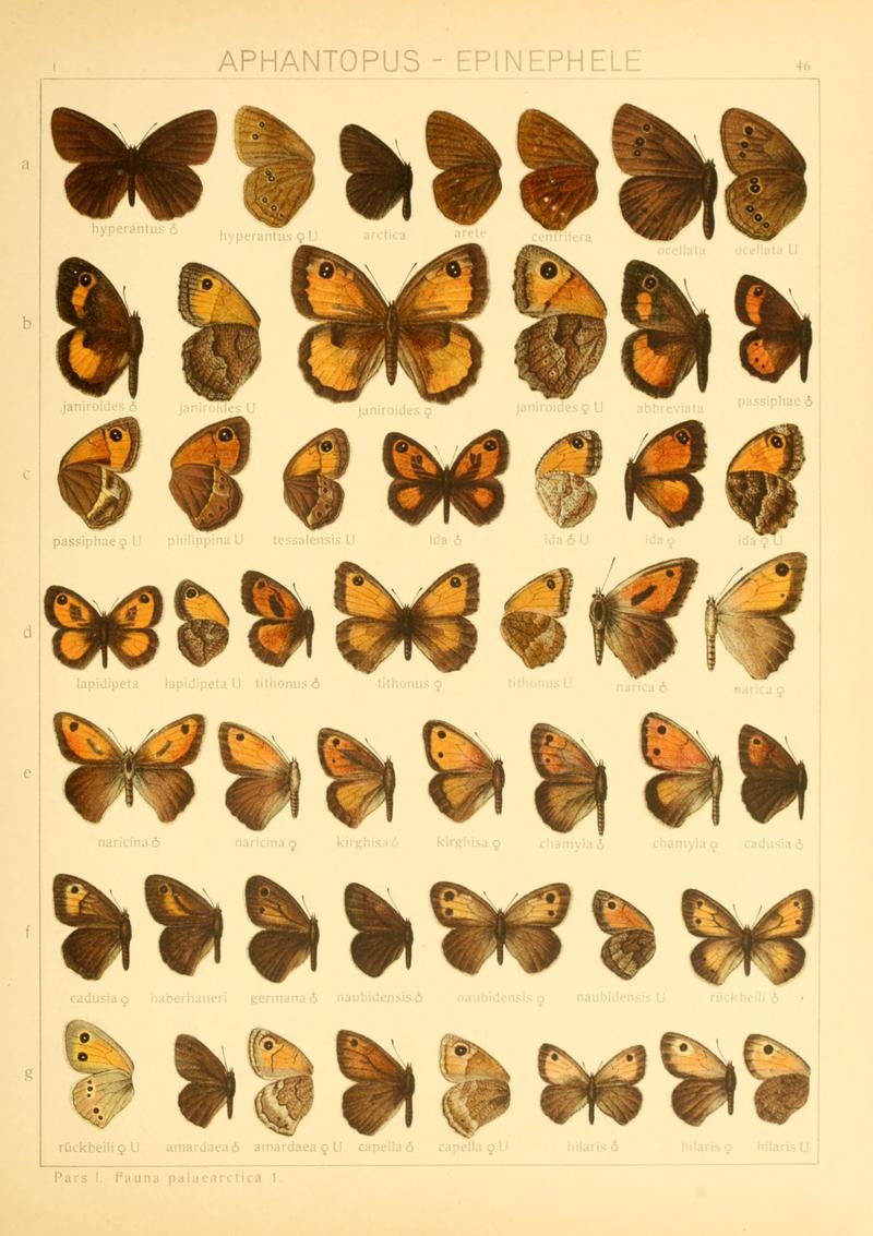 Macrolepidoptera01seitz 0099